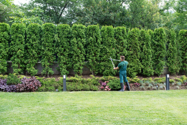 Best Organic Lawn Care Solutions  in Gridley, IL